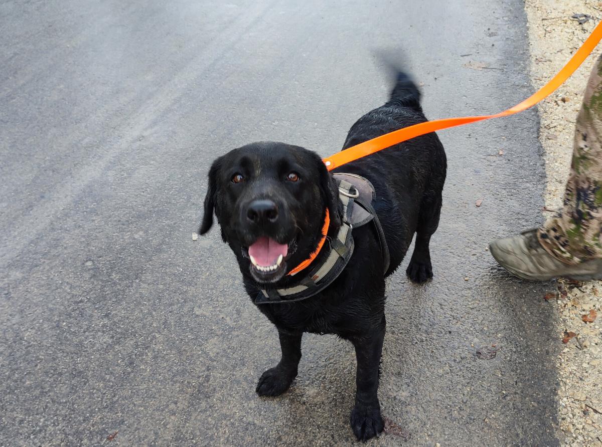 A search dog Sardelle from Simferopol rescued people in the area of special military operation. 